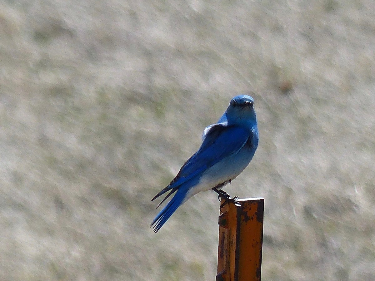 Mountain Bluebird - ML225301581