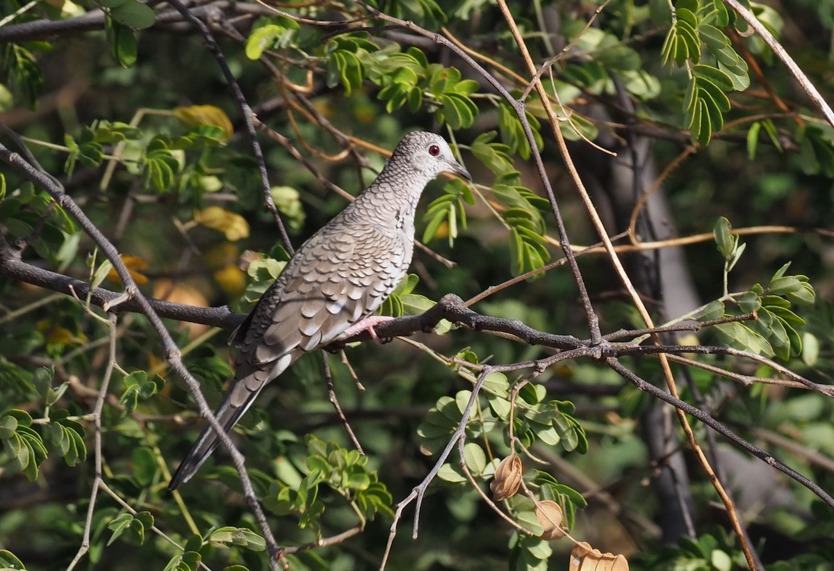 Scaled Dove - Stephan Lorenz