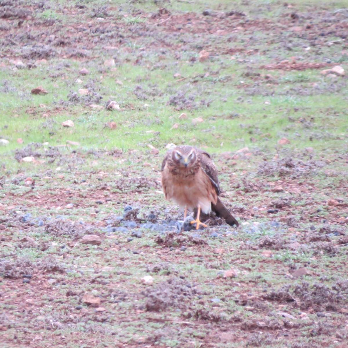 Northern Harrier - Mike Curry