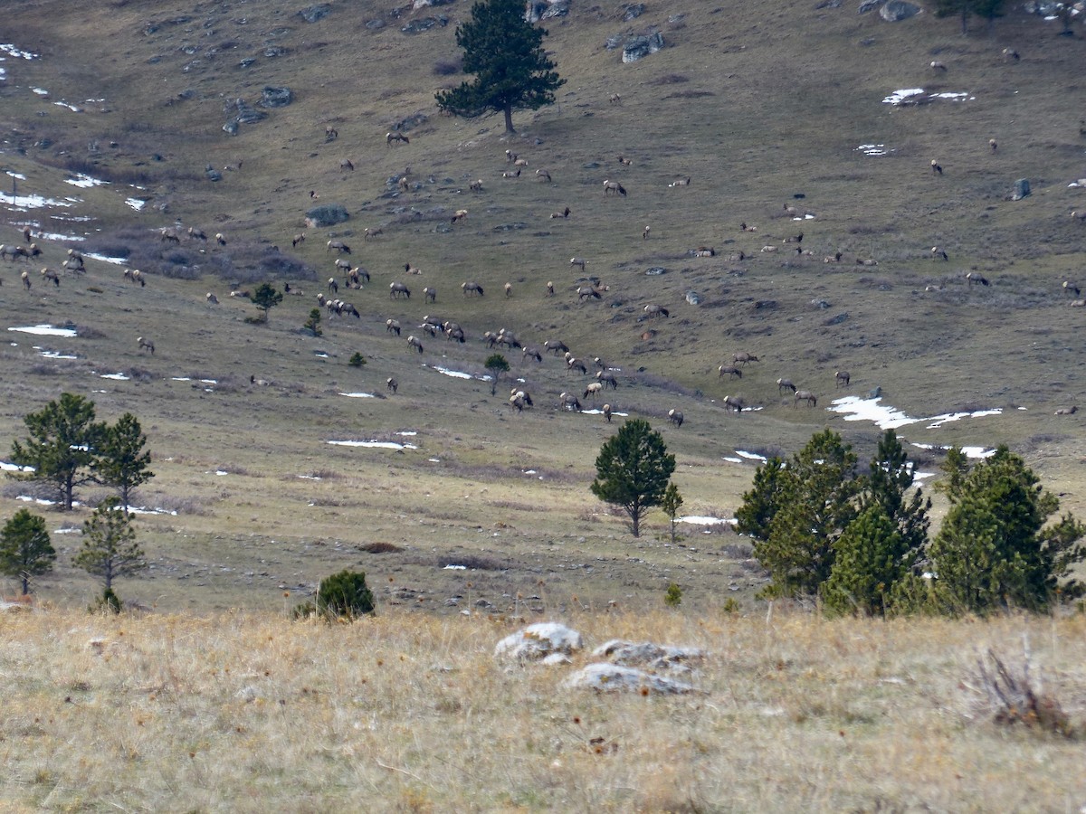 Mountain Bluebird - ML225306021