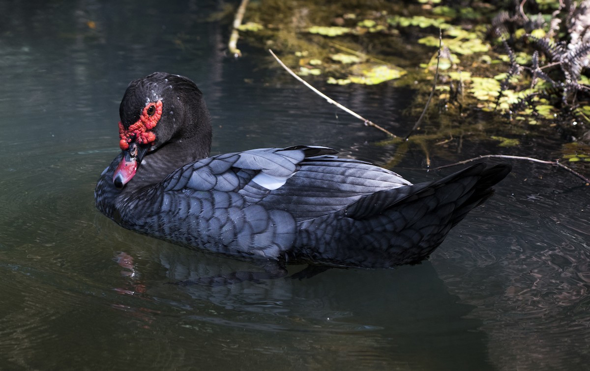 Muscovy Duck (Domestic type) - ML225306641