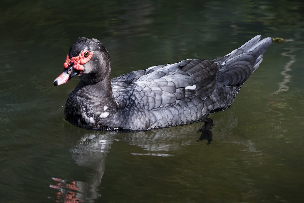Muscovy Duck (Domestic type) - ML225306671
