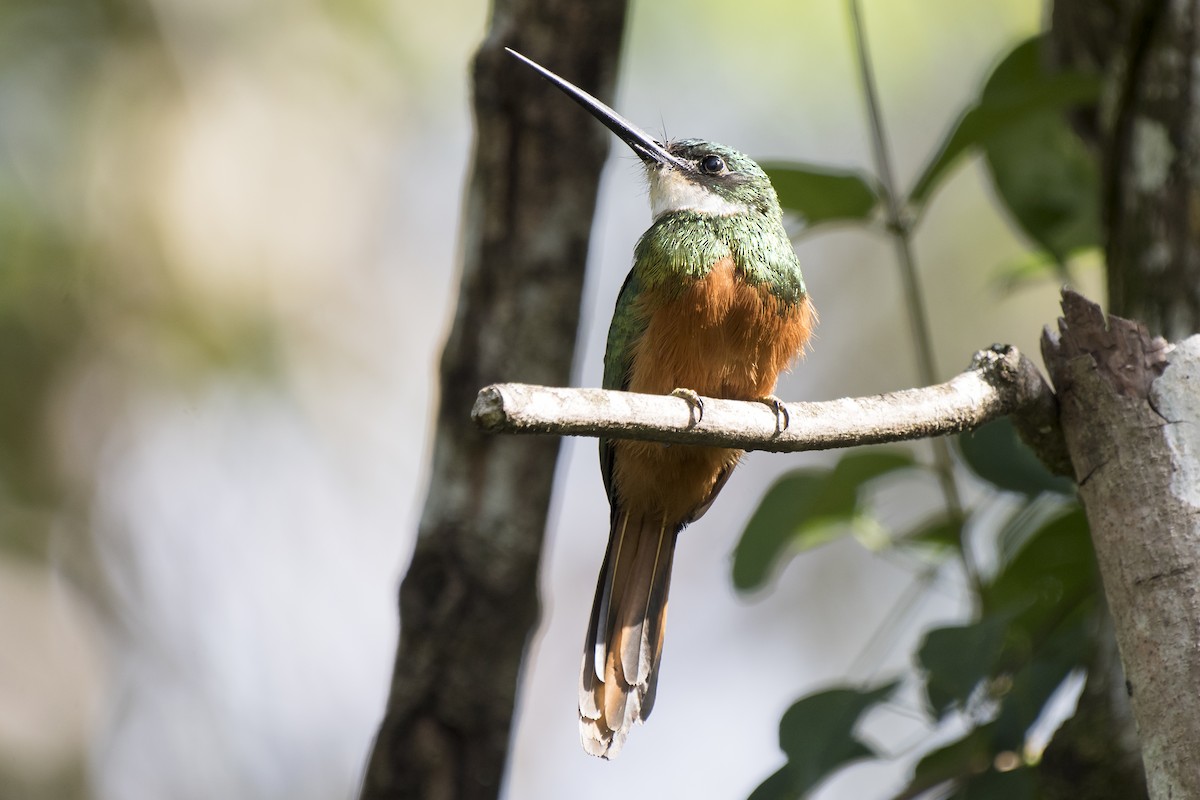 Rufous-tailed Jacamar - ML225306731