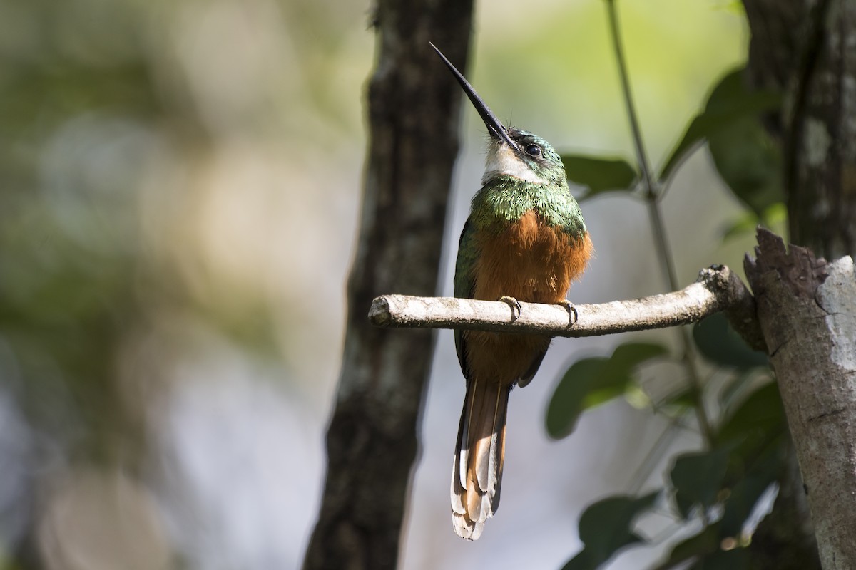 Rufous-tailed Jacamar - ML225306771