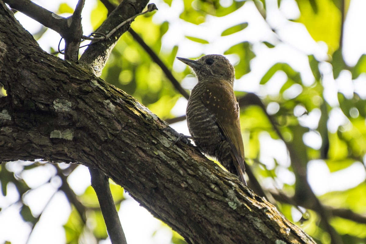 Little Woodpecker - Luiz Carlos Ramassotti