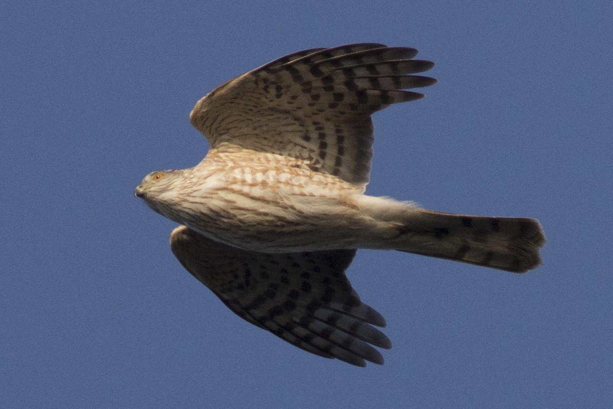 Sharp-shinned Hawk (Northern) - ML225307421