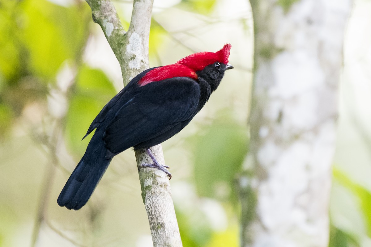 Helmeted Manakin - ML225307491