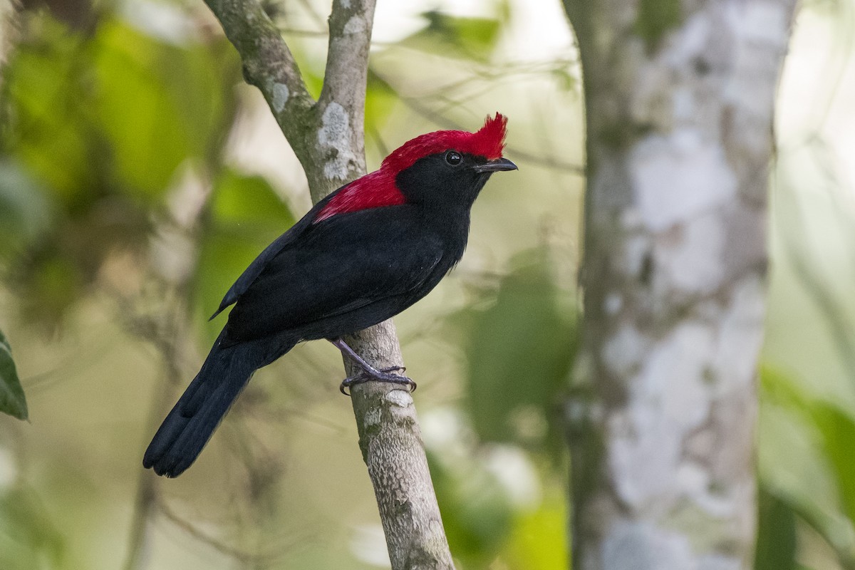 Helmeted Manakin - ML225307511