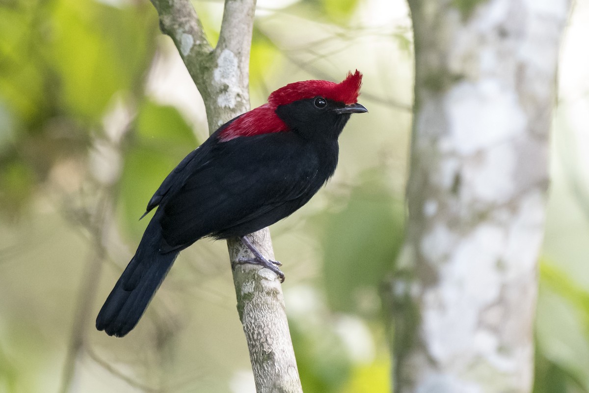 Helmeted Manakin - ML225307521