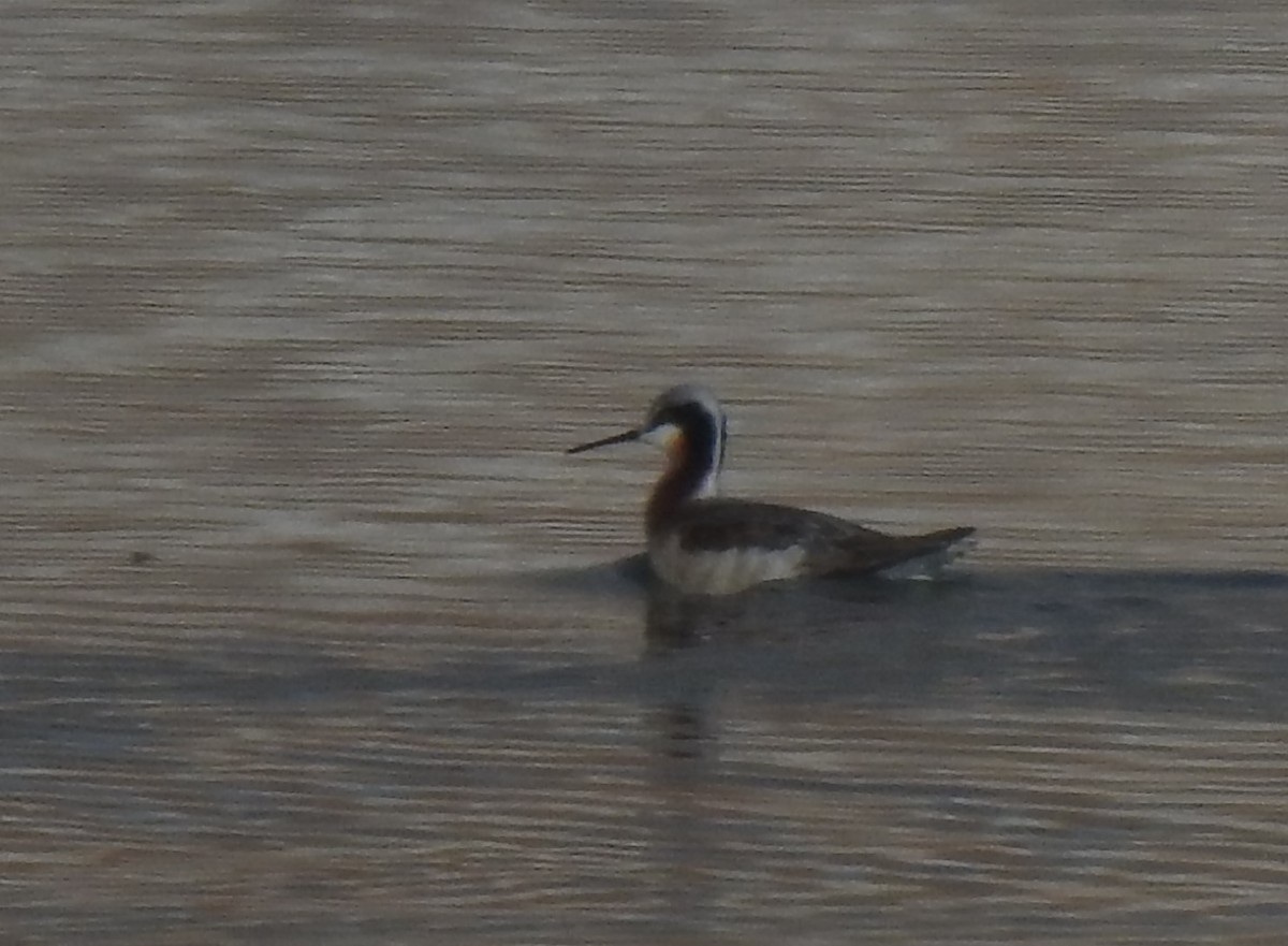 Wilson's Phalarope - ML225307571