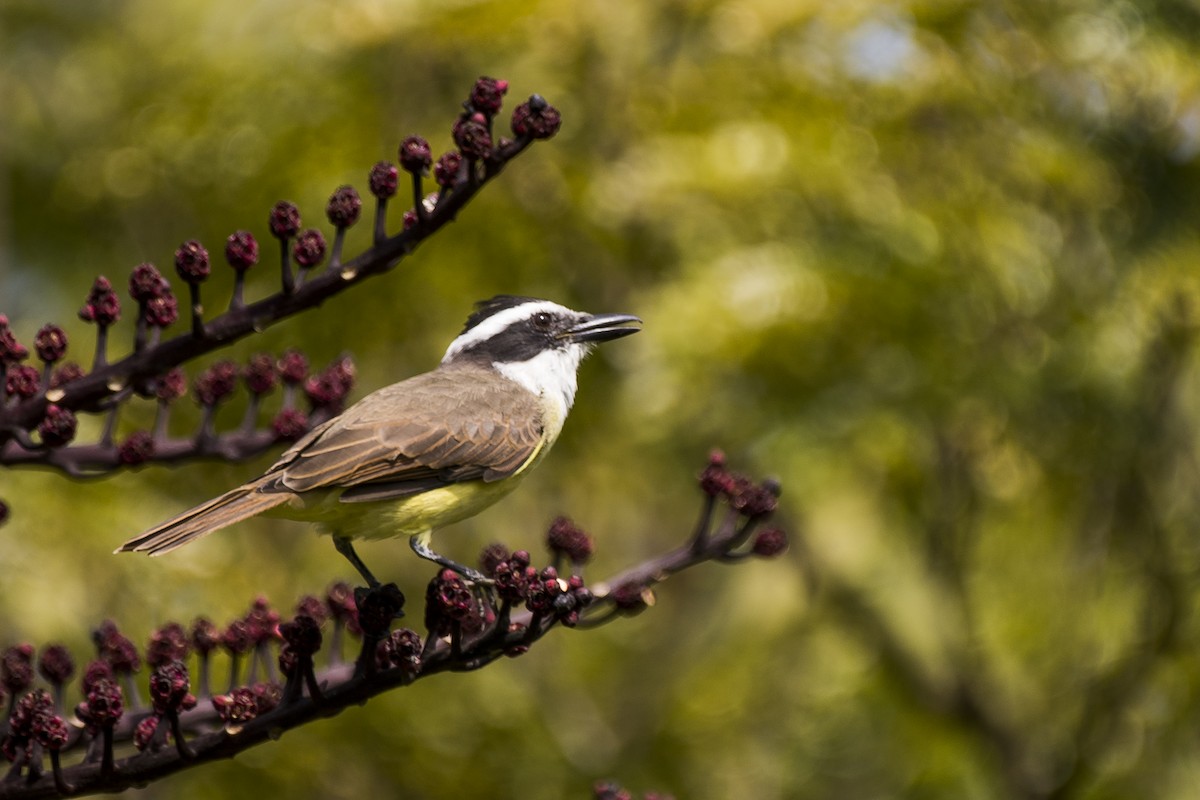 Great Kiskadee - ML225307601