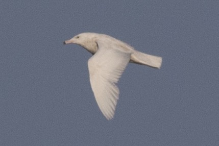 Glaucous Gull - ML225307641