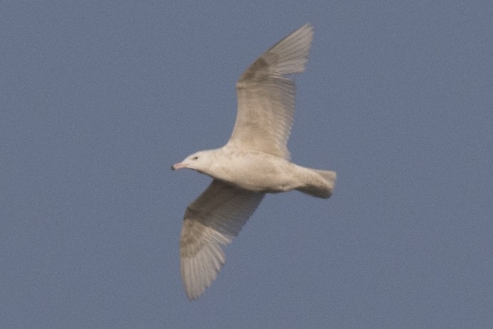 Glaucous Gull - ML225307661