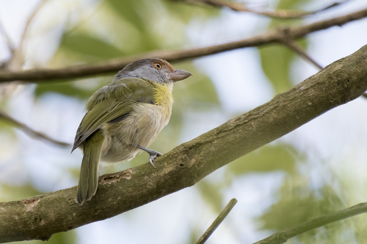 Rufous-browed Peppershrike - ML225307721