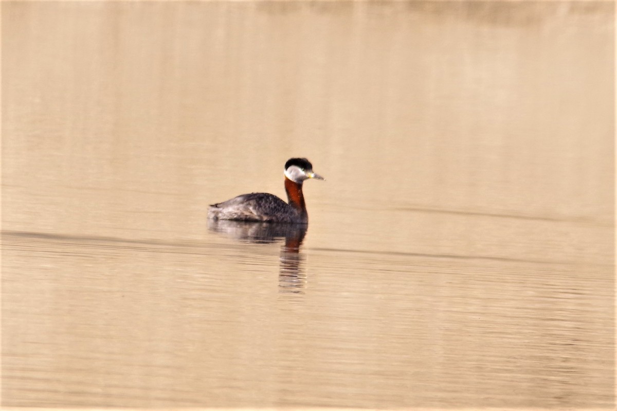 Red-necked Grebe - ML225307881