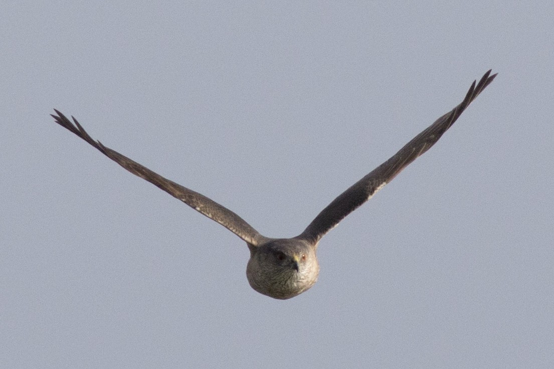 Sharp-shinned Hawk (Northern) - ML225307891