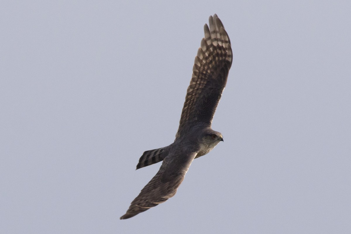 Sharp-shinned Hawk (Northern) - ML225307901