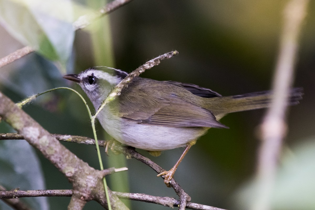 Golden-crowned Warbler - ML225307981