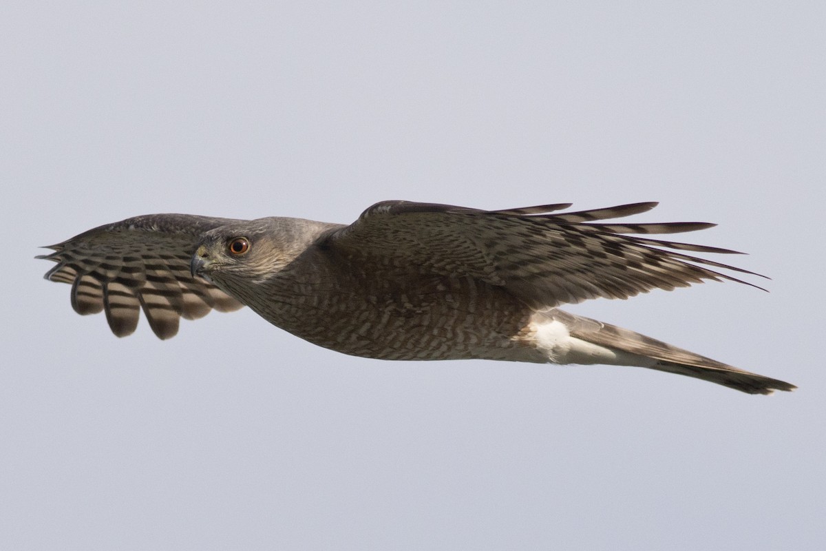 Sharp-shinned Hawk (Northern) - ML225308051