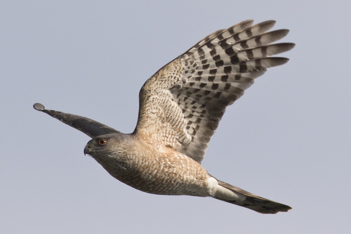 Sharp-shinned Hawk (Northern) - ML225308071