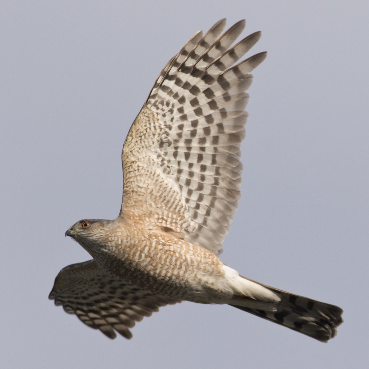 Sharp-shinned Hawk (Northern) - ML225308111