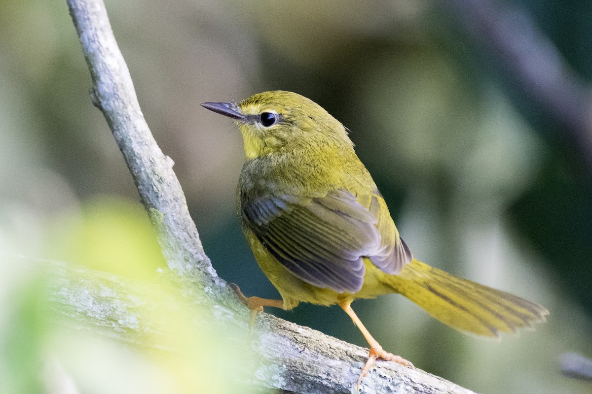 Flavescent Warbler - ML225308171