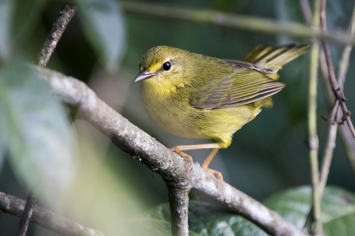 Flavescent Warbler - ML225308191