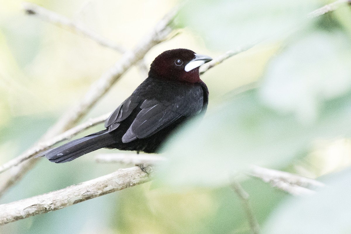 Silver-beaked Tanager - ML225308221
