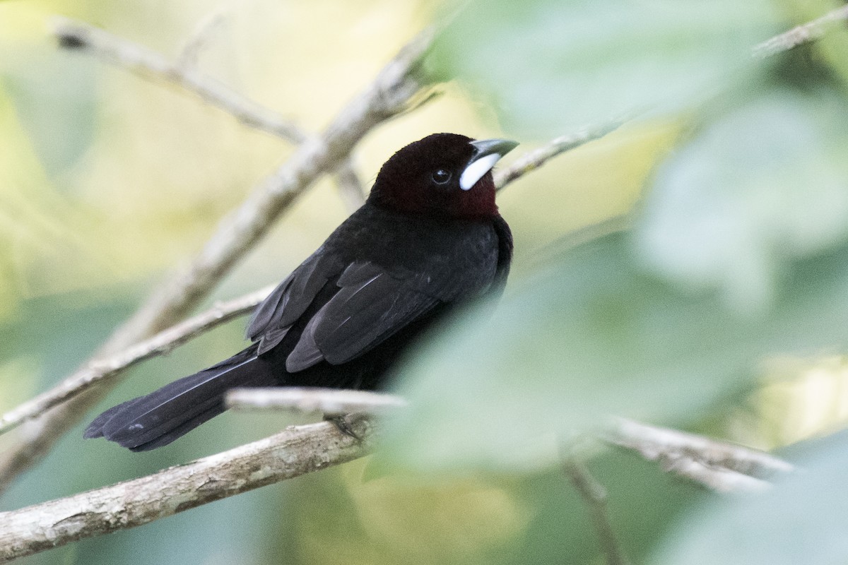 Silver-beaked Tanager - ML225308261