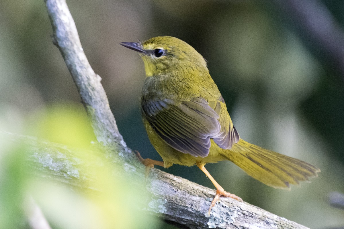 Flavescent Warbler - ML225308311