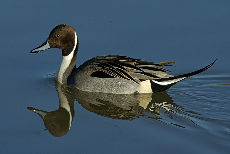 Northern Pintail - Phil Kahler