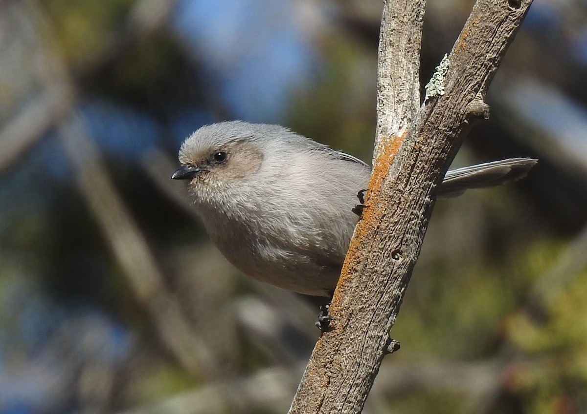 Bushtit - ML225309361