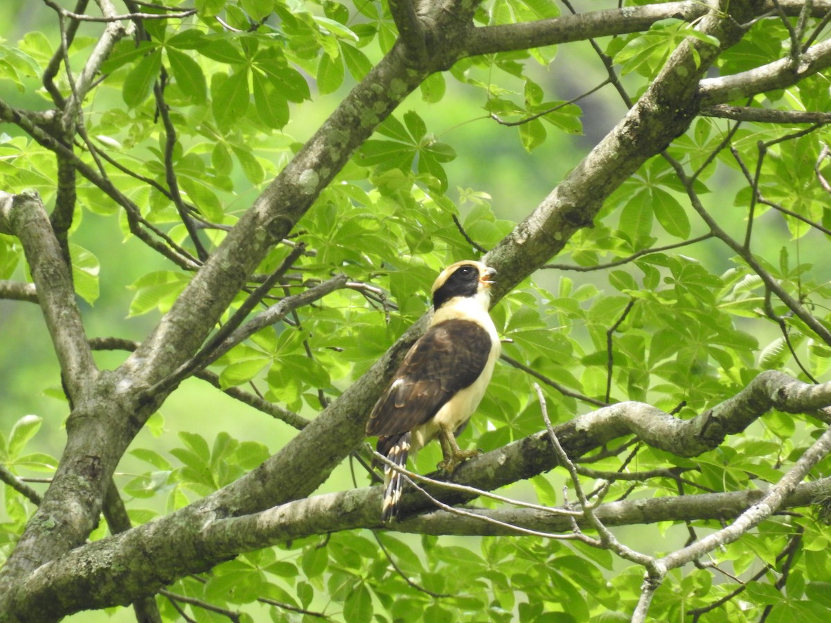 Laughing Falcon - ML225309881