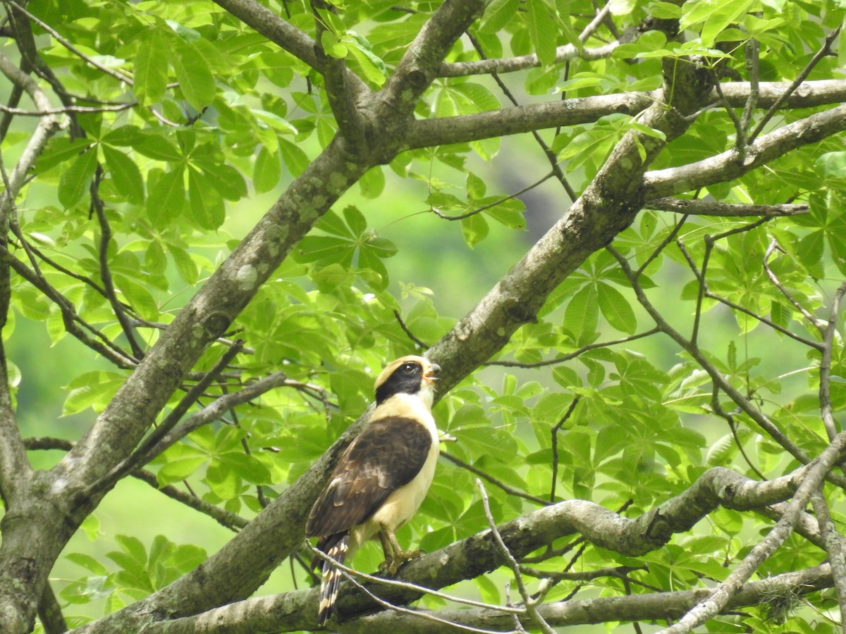 Laughing Falcon - ML225309891