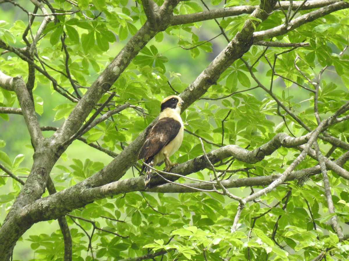 Laughing Falcon - ML225310051