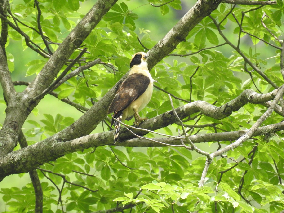 Laughing Falcon - ML225310211