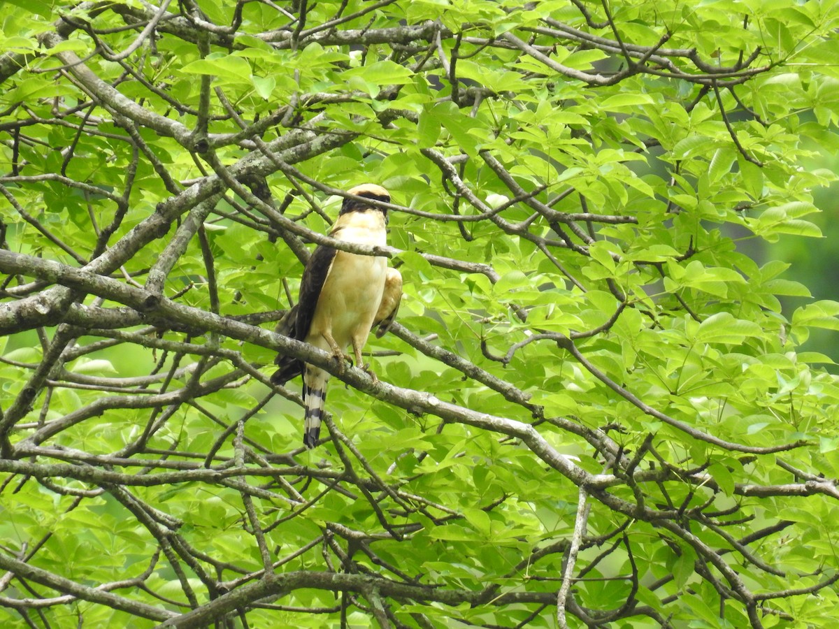 Laughing Falcon - ML225310281