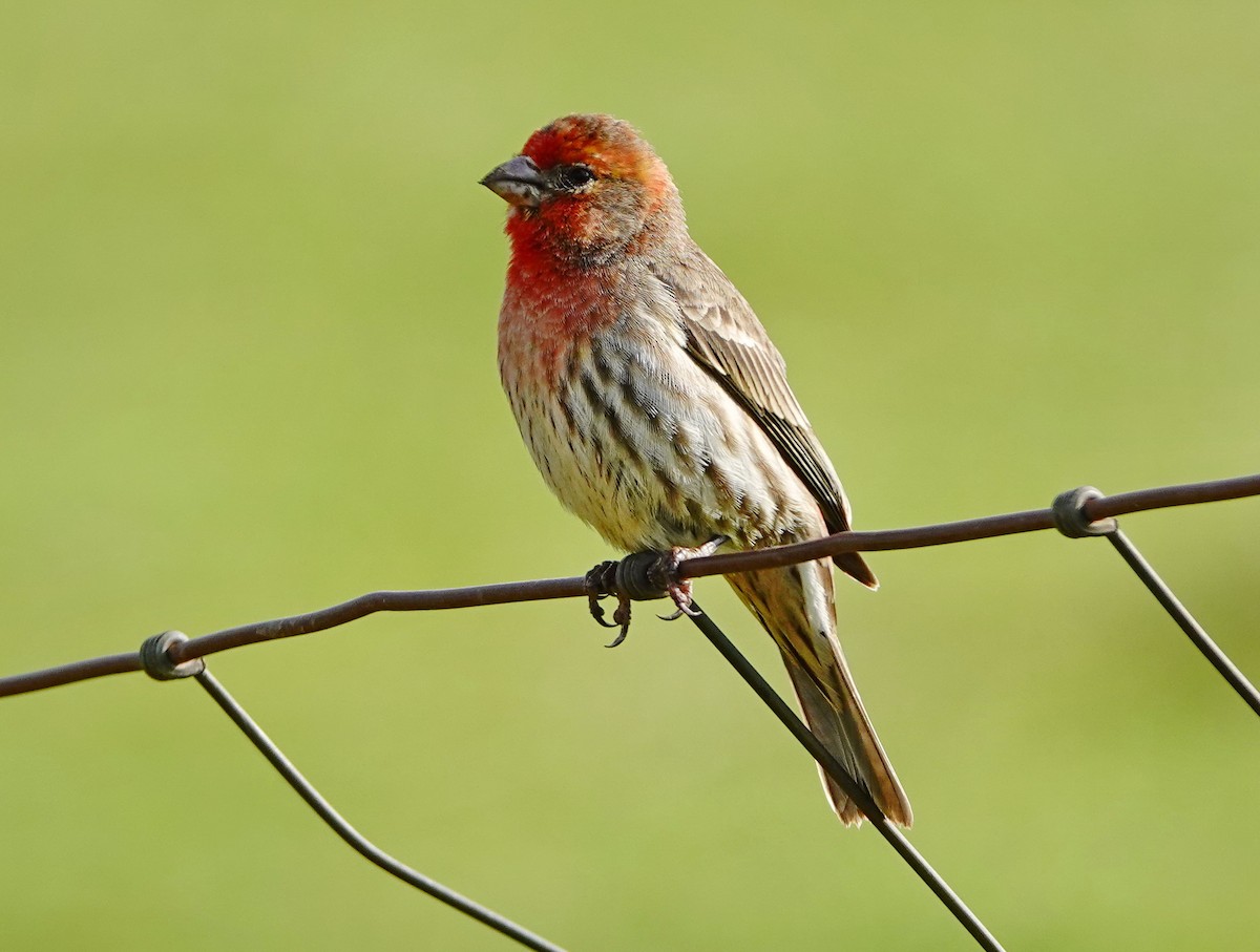 House Finch - ML225310441