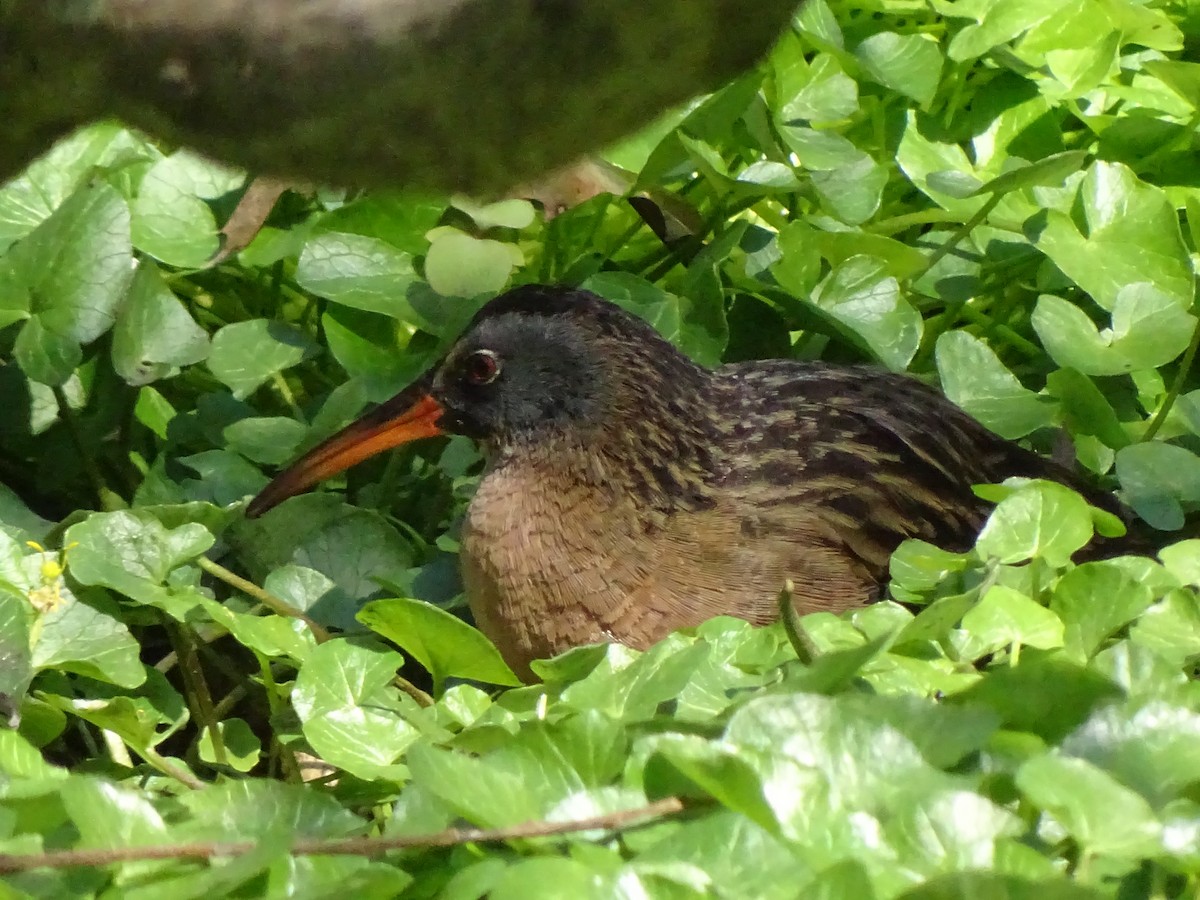 Virginia Rail - ML225310491