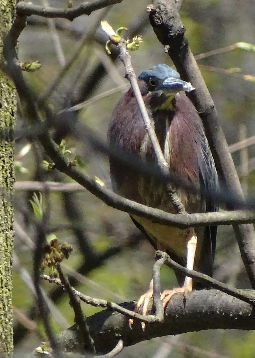 Green Heron - ML225311281