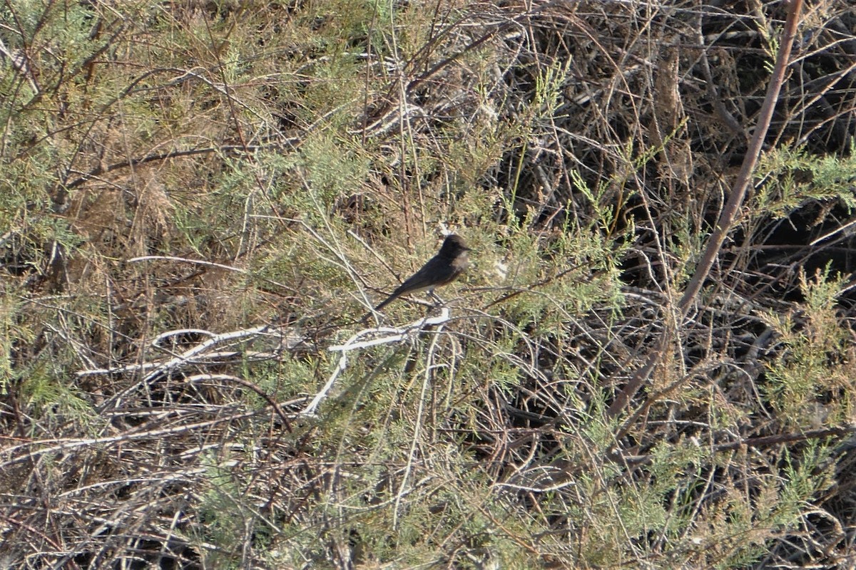 Black Phoebe - ML225311991