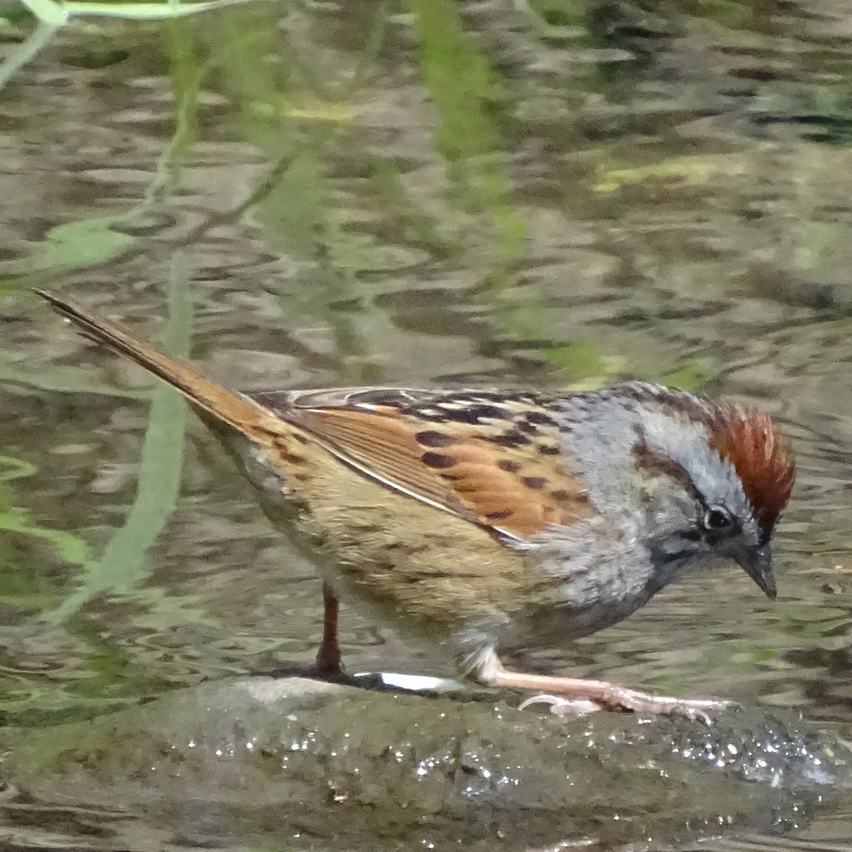 Swamp Sparrow - Peter Littlewood