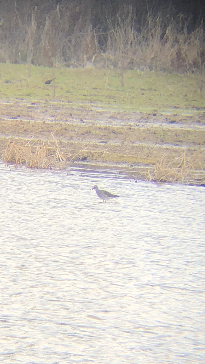 Greater Yellowlegs - ML225312481