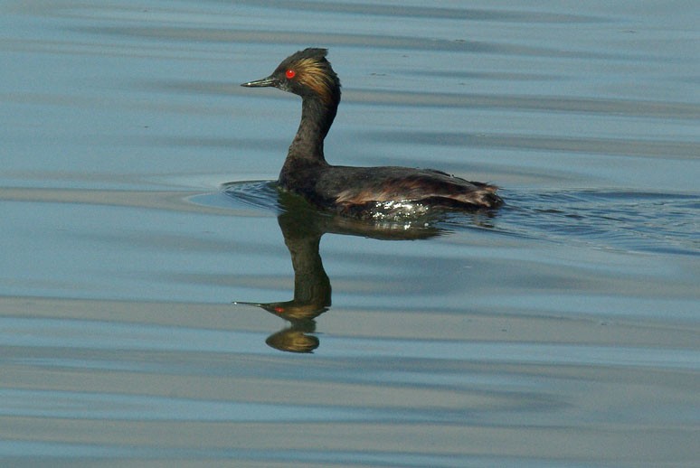 Eared Grebe - Phil Kahler