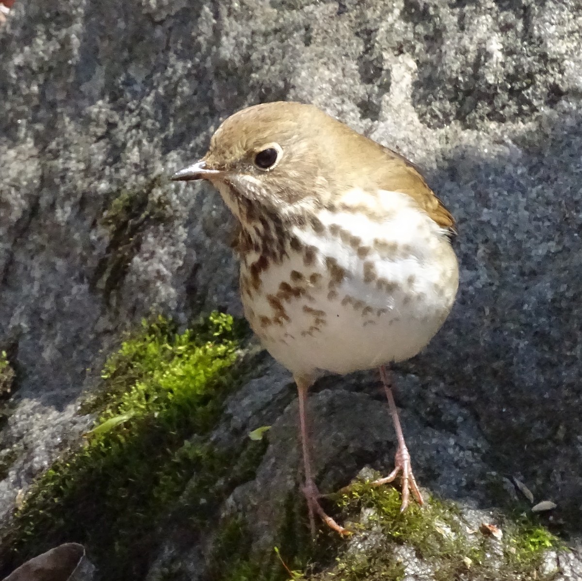 Hermit Thrush - ML225313051