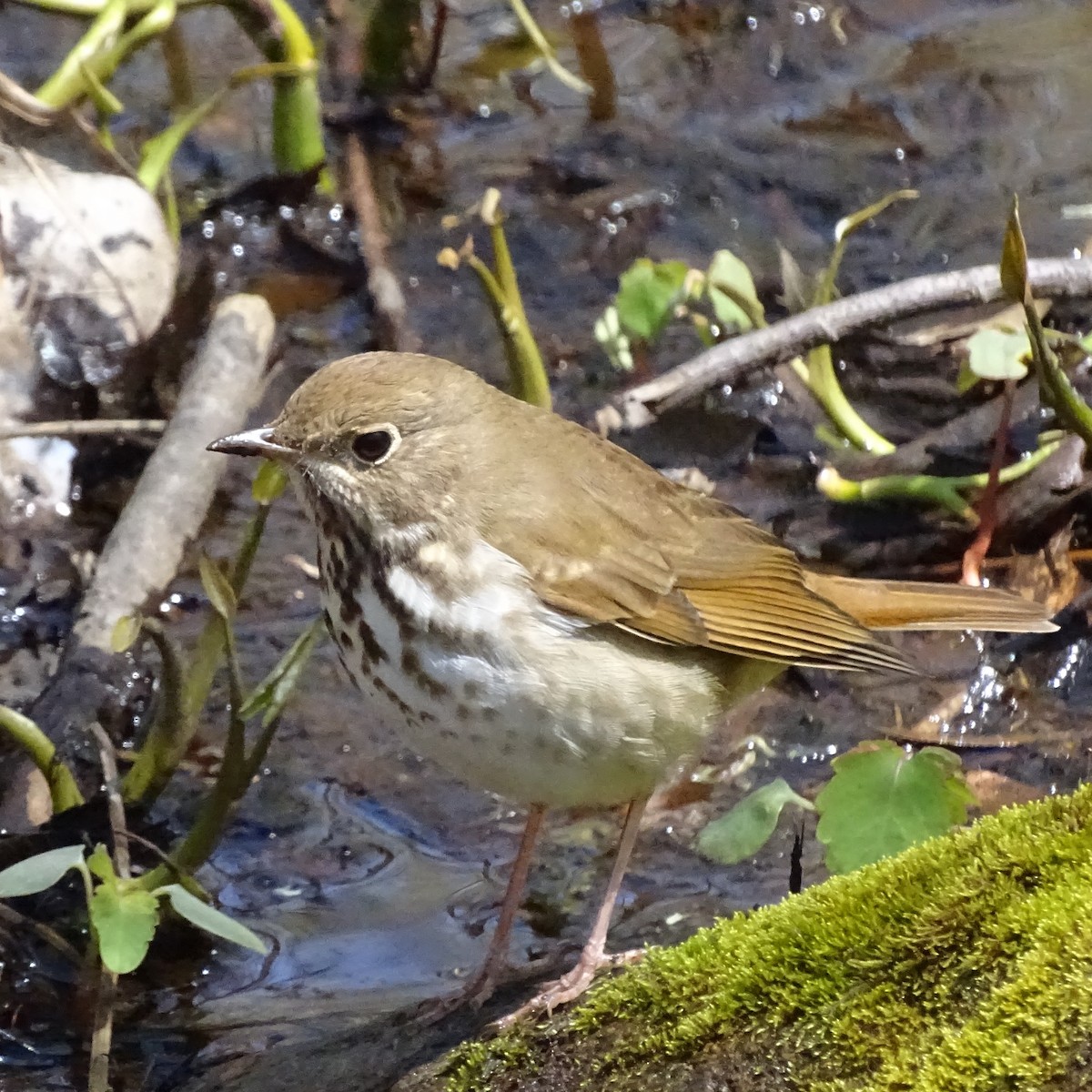 Hermit Thrush - ML225313101