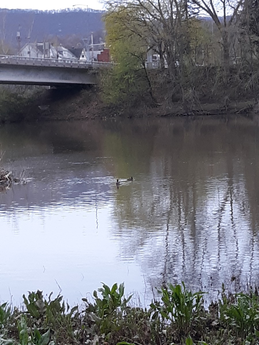 Horned Grebe - ML225313361