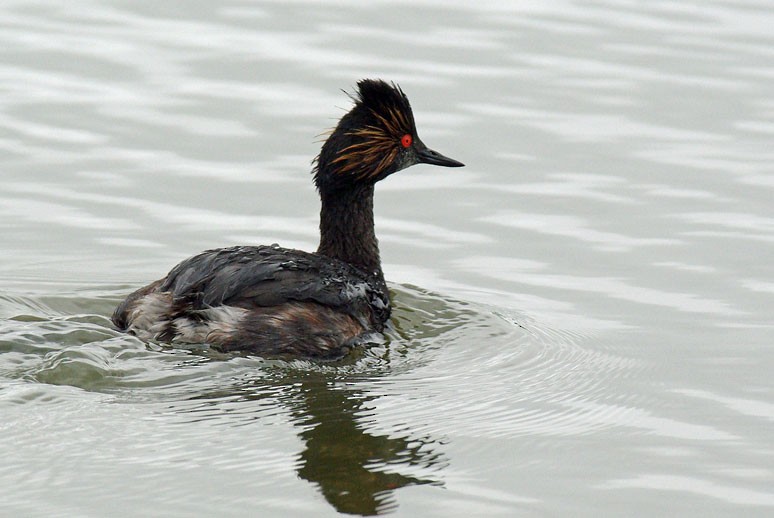 Eared Grebe - ML225314081