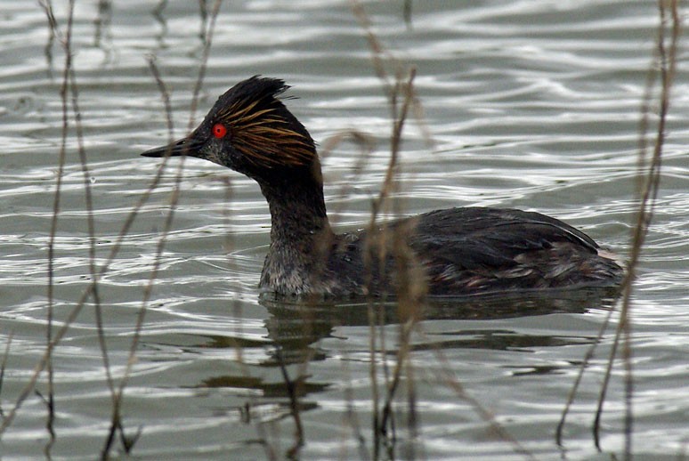 Eared Grebe - Phil Kahler