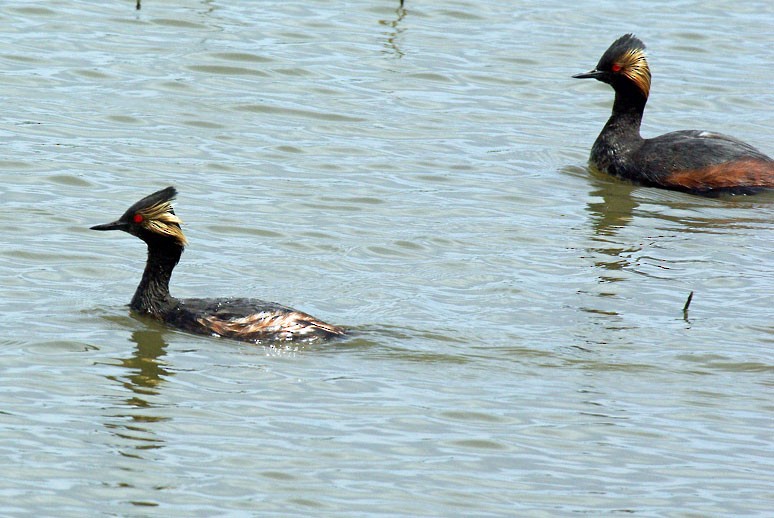 Eared Grebe - Phil Kahler